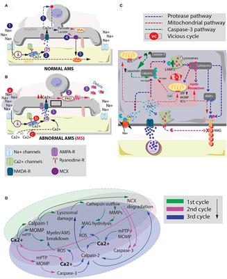 Cysteine Proteases and Mitochondrial Instability: A Possible Vicious Cycle in MS Myelin?